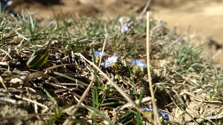flower