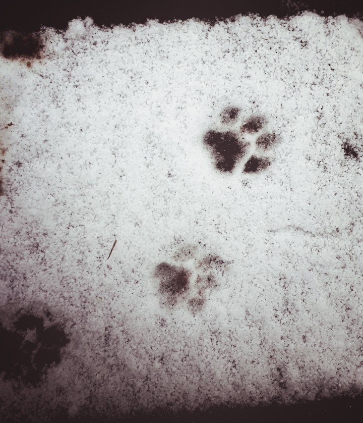 Кошачи лапки на снегу / Cat feet on the snow