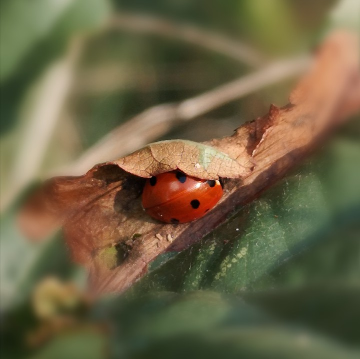 Marienkäfer im Versteck