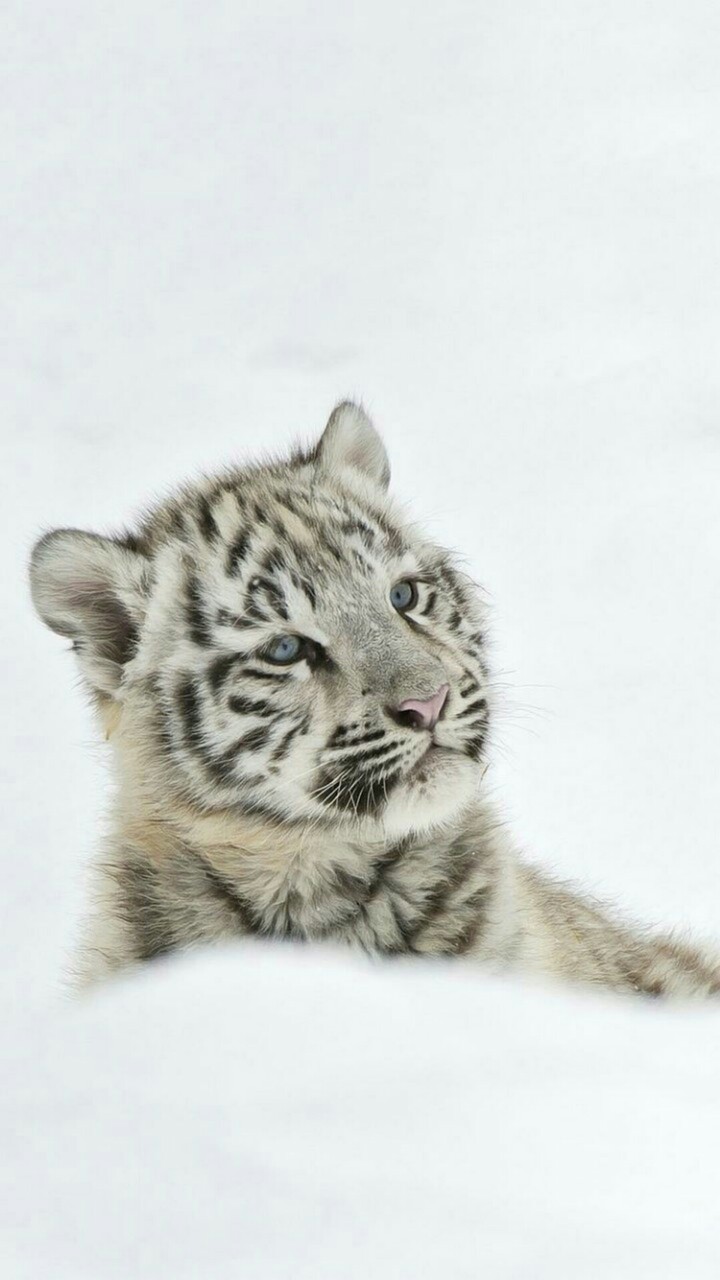 Trop mignon ❤