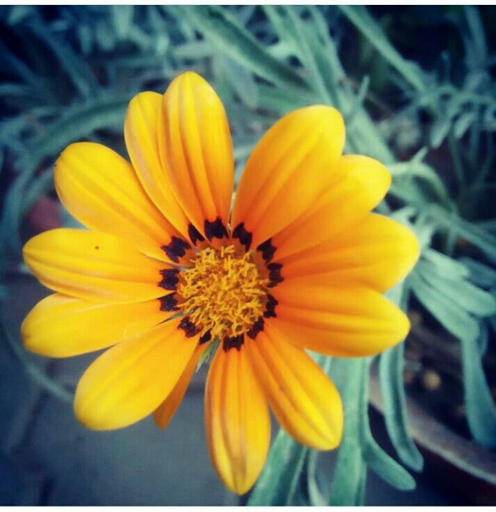 Yellow flower #Mycam #Mypic @oppoA37f