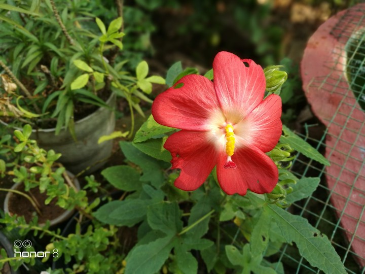 The first one to bloom
