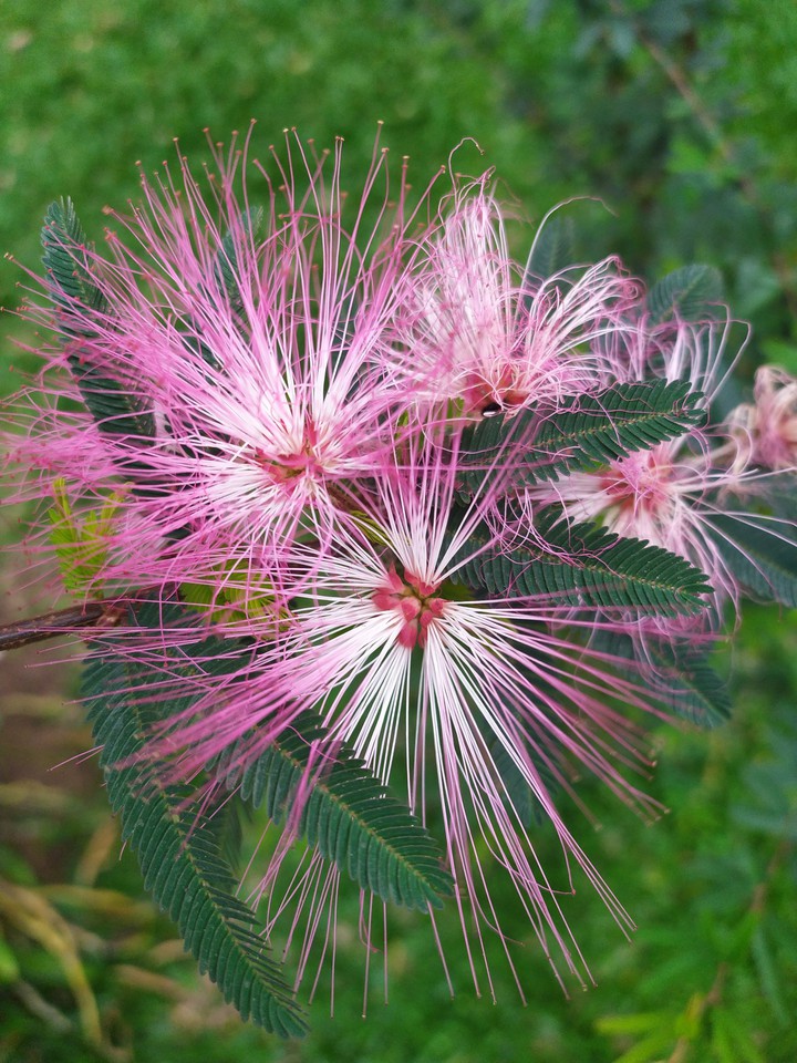 ?flower