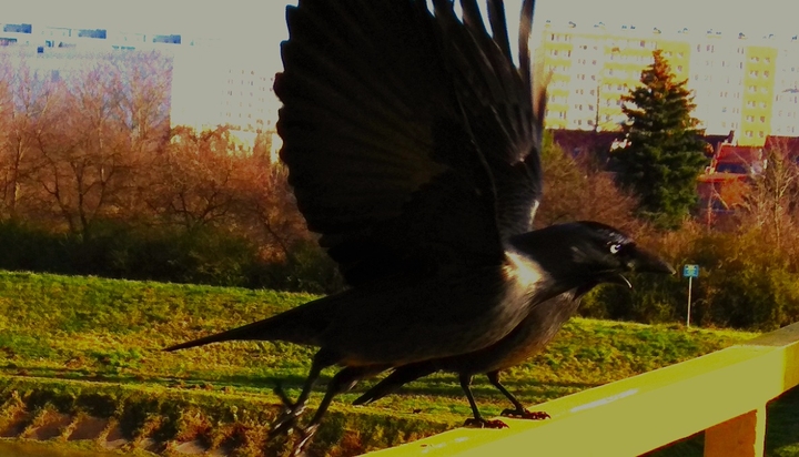 two ravens