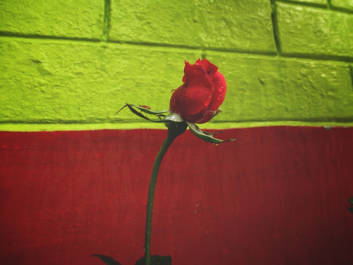 Red rose 2