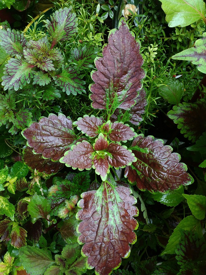 coleus