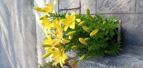 Yellow Flower