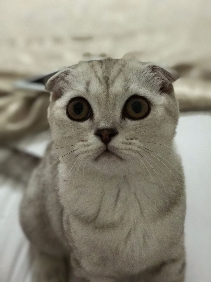 cat