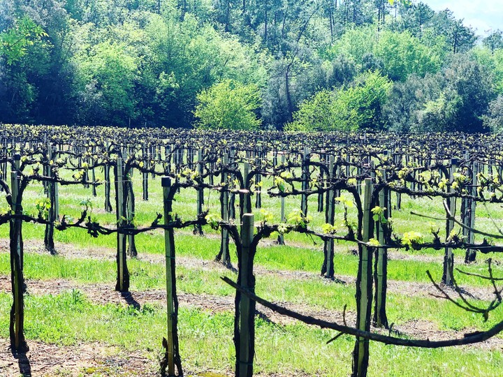 vignette vino ?