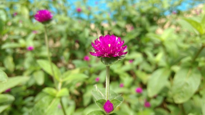 flower