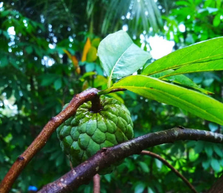 Fruit