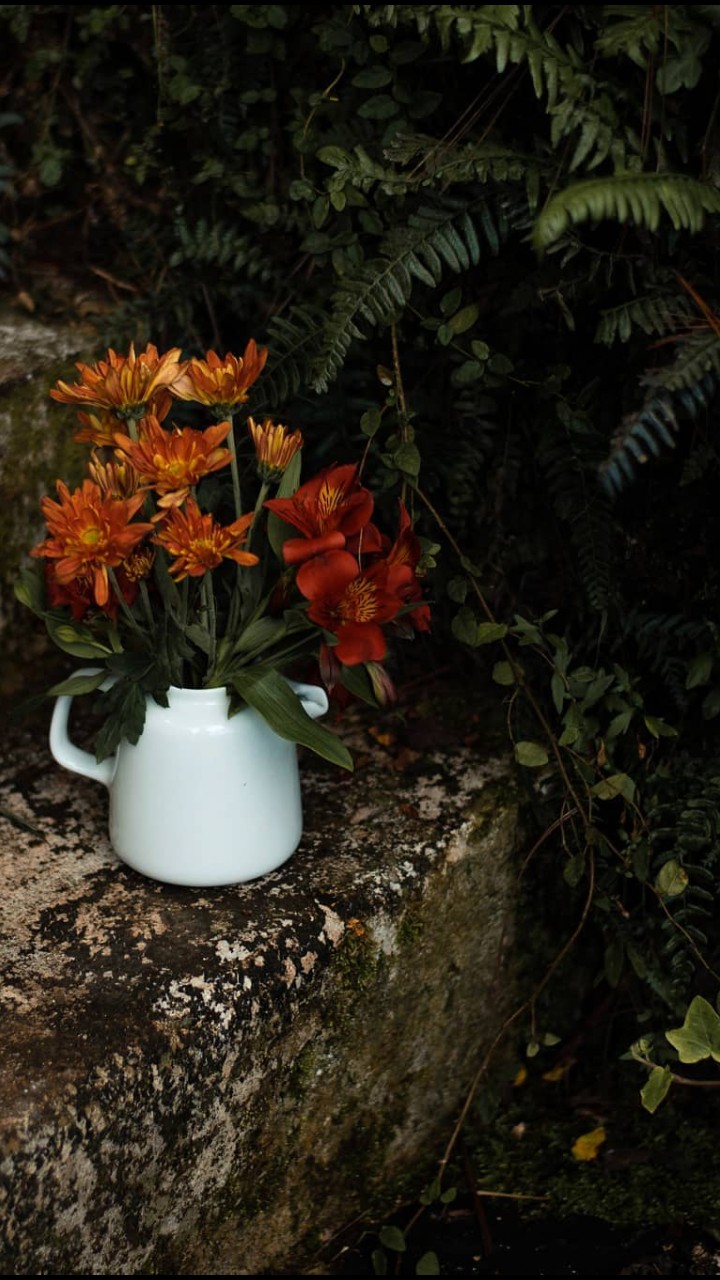 forgotten garden