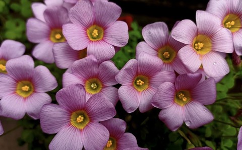 flower, wallflowers壁紙