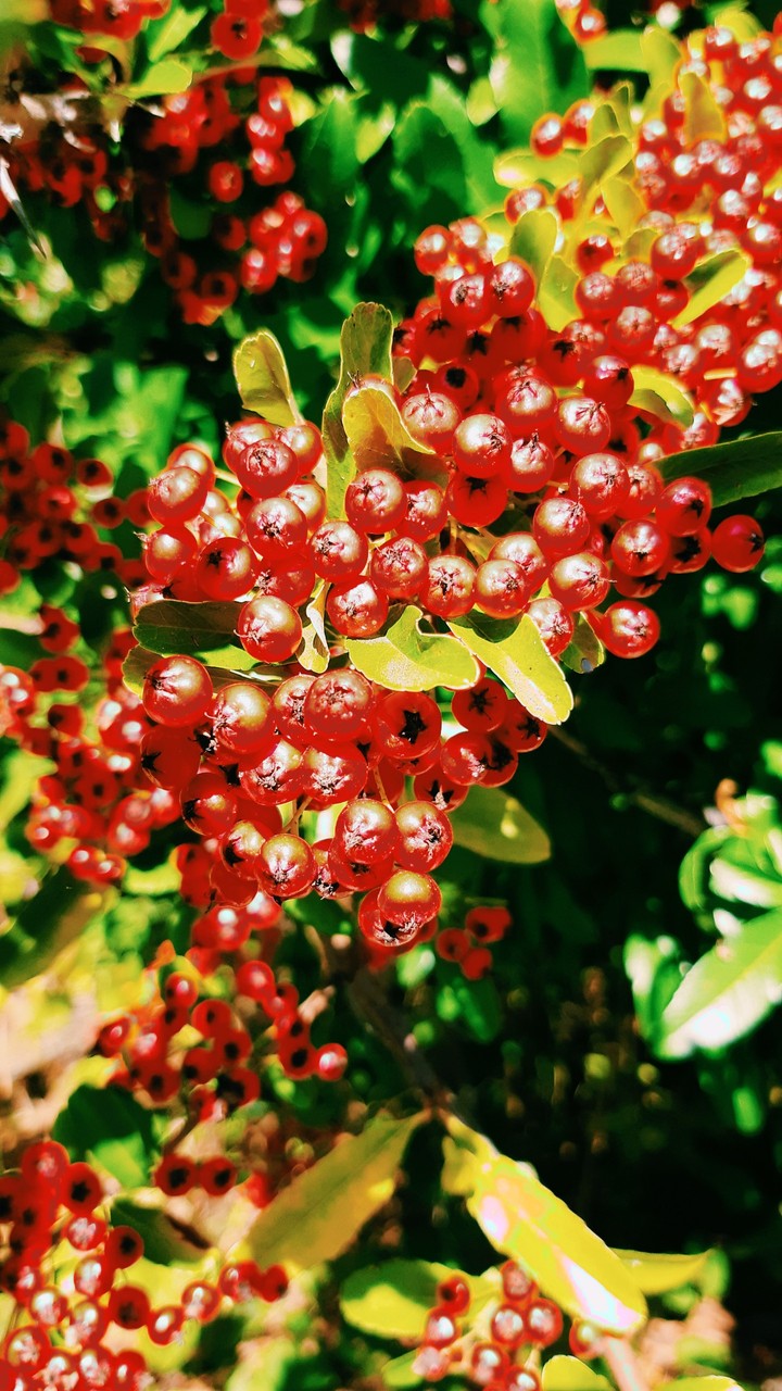 berries