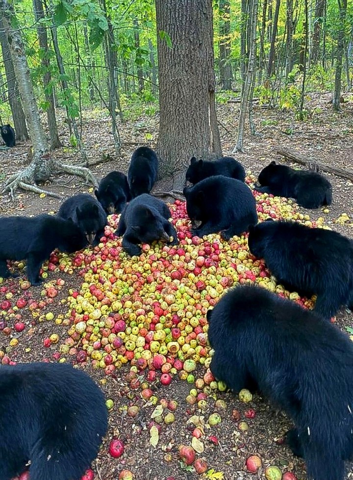 An Apple Party The Black Bears WAY