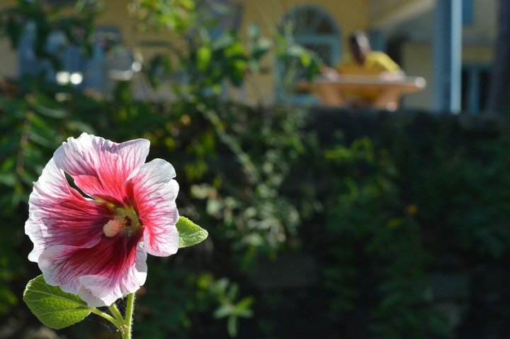 nikon D5200 photography