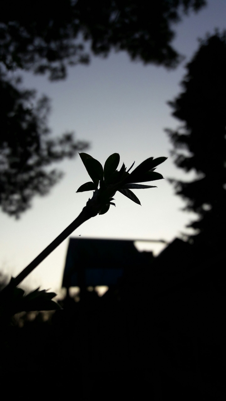 Sunny evening