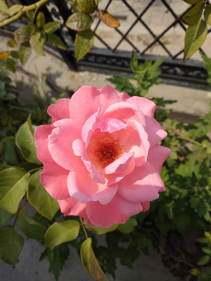 Beautiful Rose...