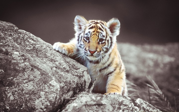 Ghe LIon king