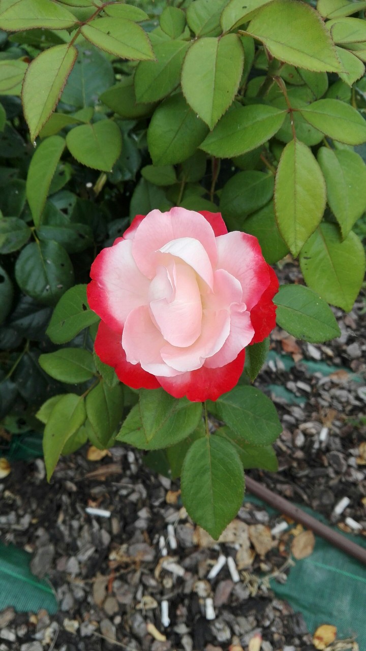 La rosa perfetta