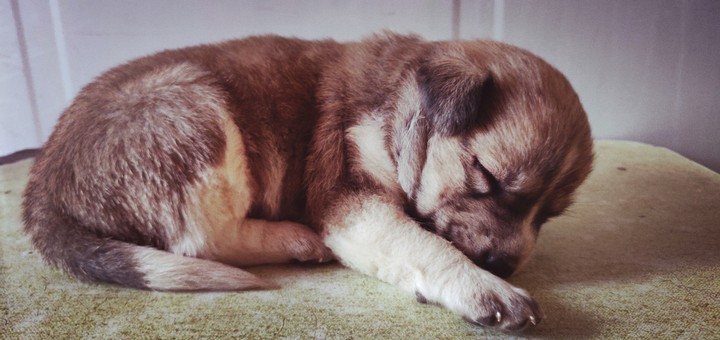 puppy