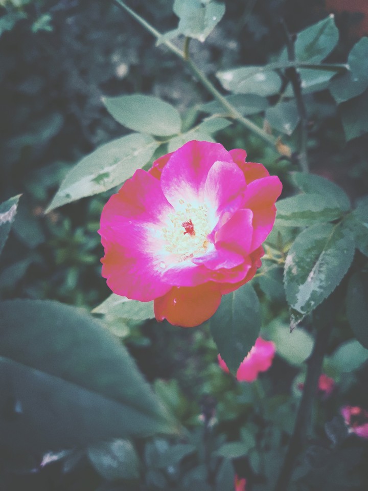rose