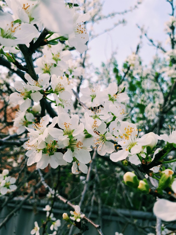spring