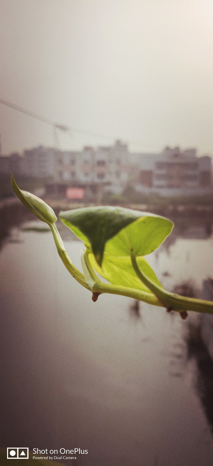 leaf