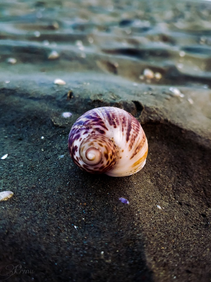 Seashell