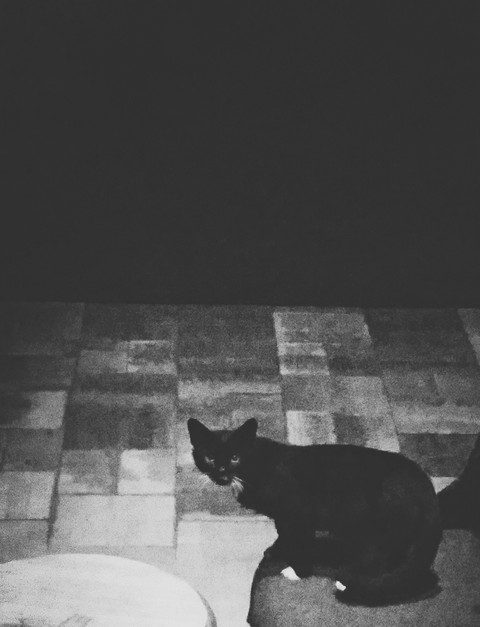 cat