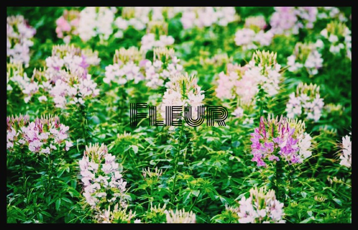 album Fleur