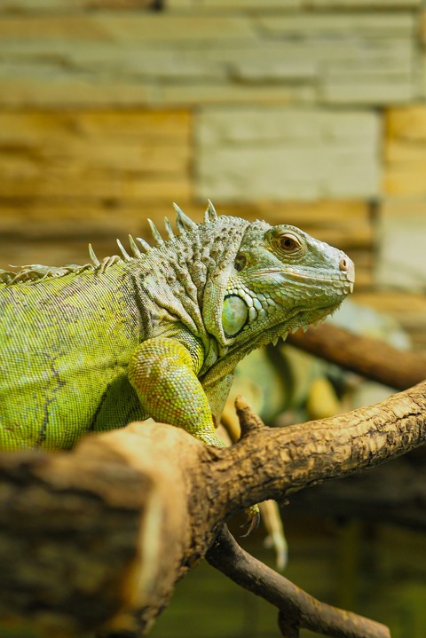 шпалери reptile, lizard