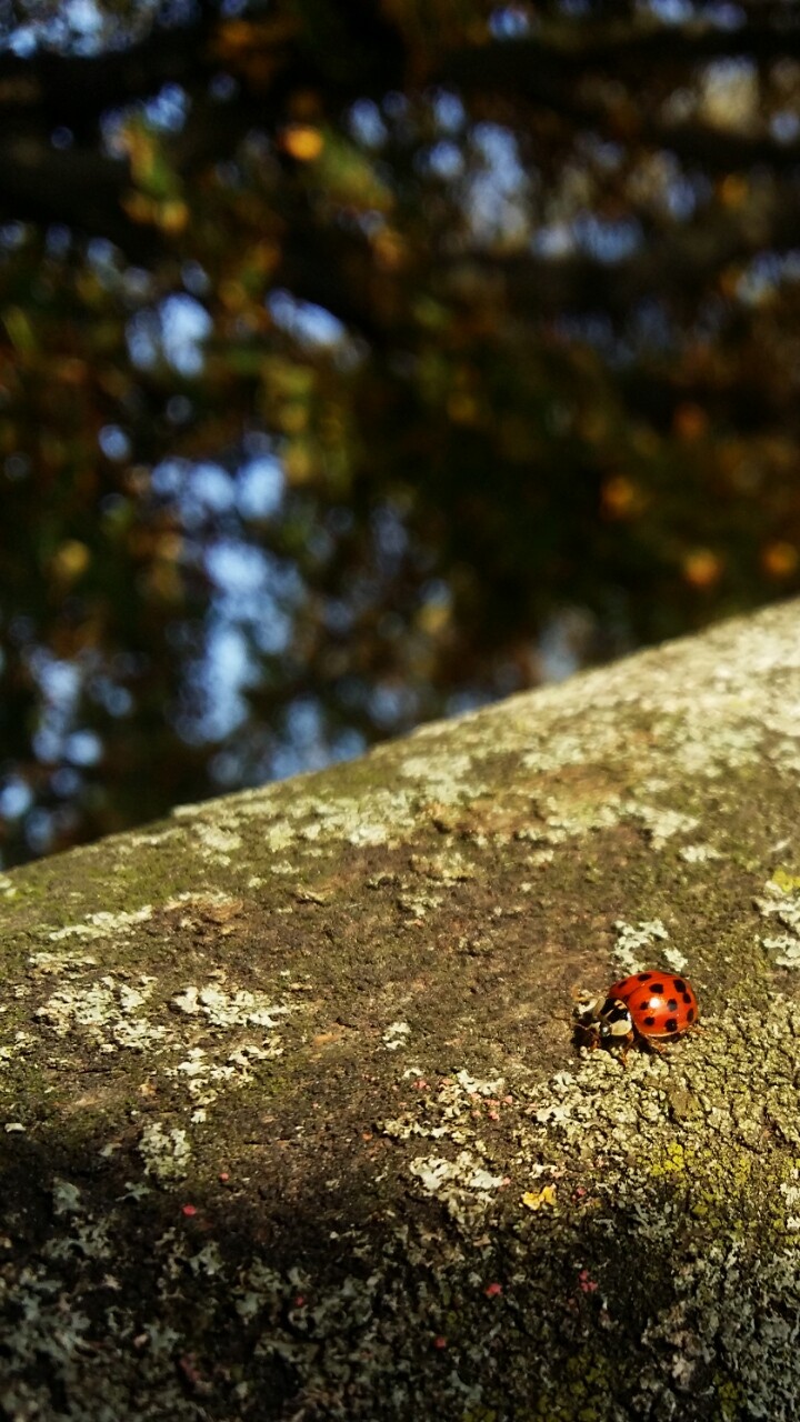 Little ladybird