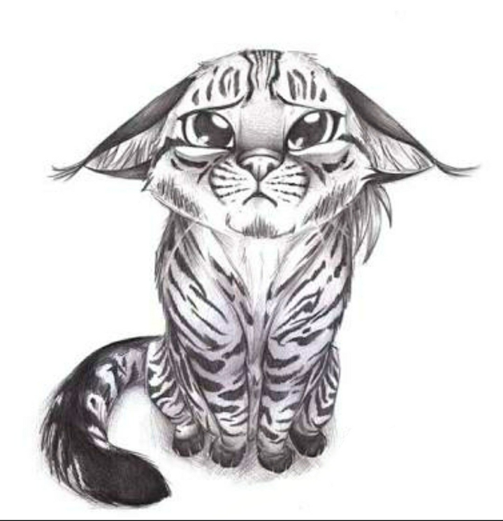 cat