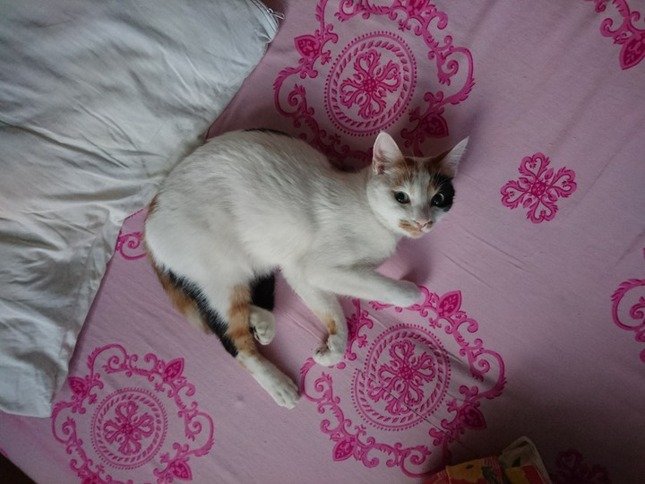 Kedi, My cat,