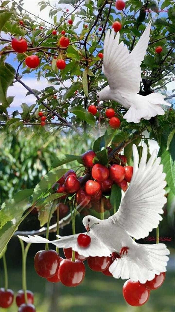 Lovely Birds