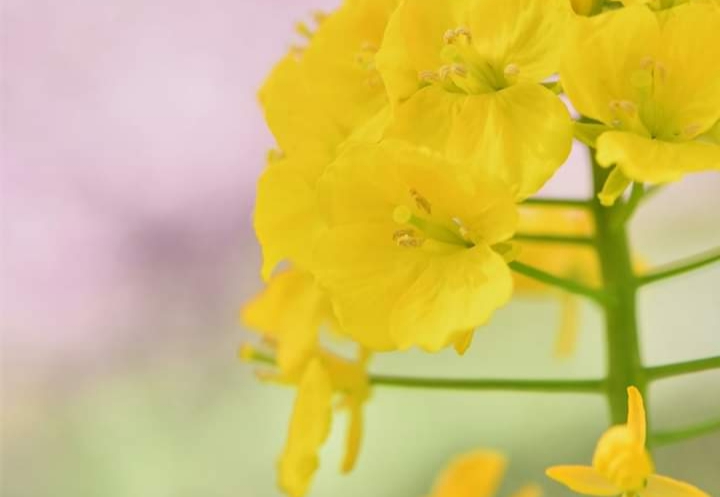 canola