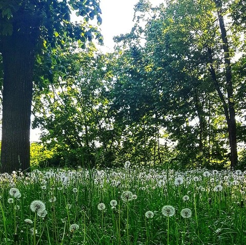 summer, tree háttérképek