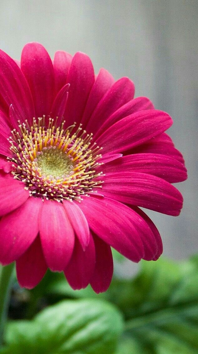 beautiful flower......گوڵێکی جوان