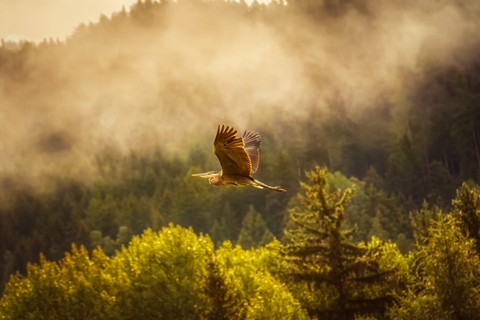 bird, wing wallpapers