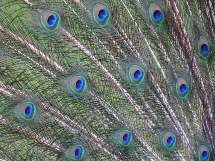 peacock feather