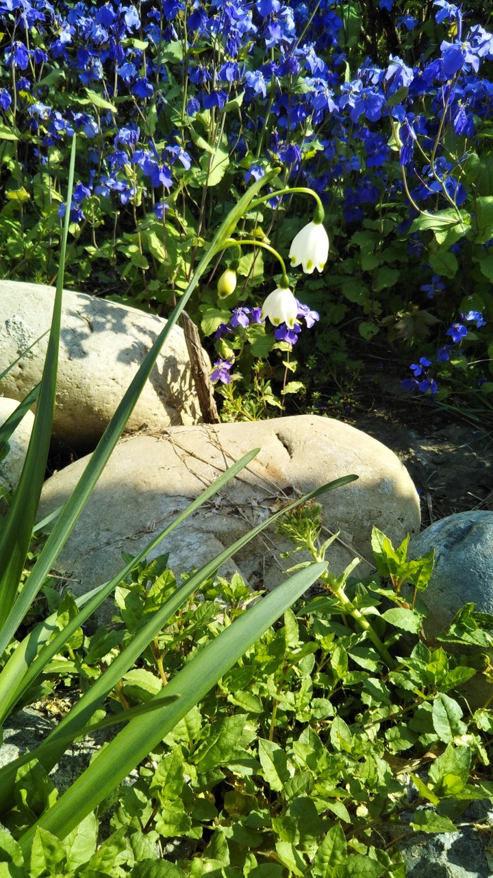 Lily of the Valley
