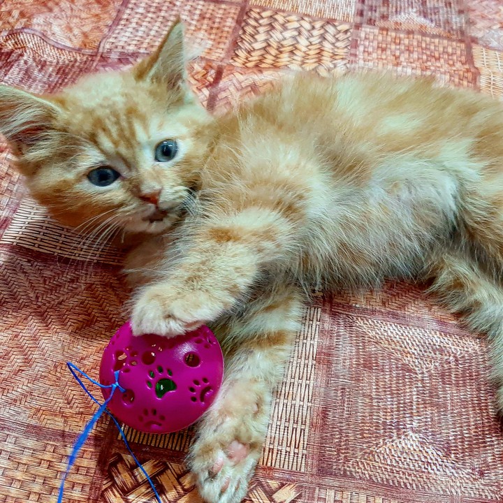 (◕ᴗ◕✿)