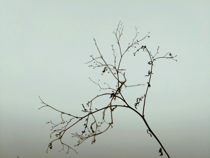old tree