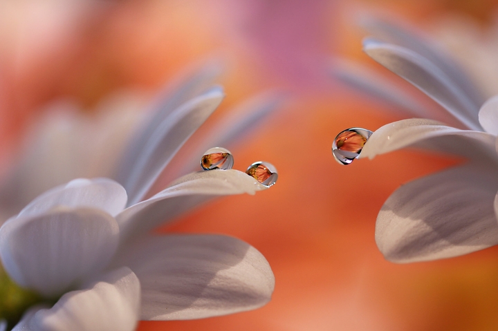 droplet