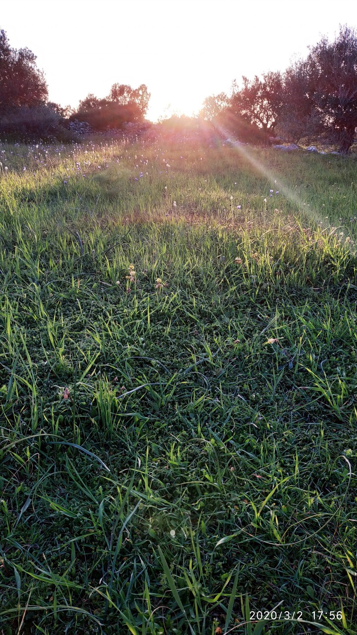Sunset between the trees