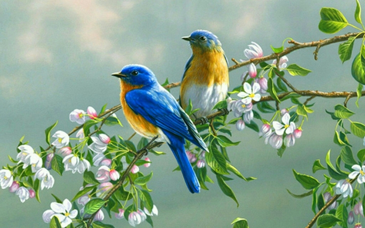 wow blue jays