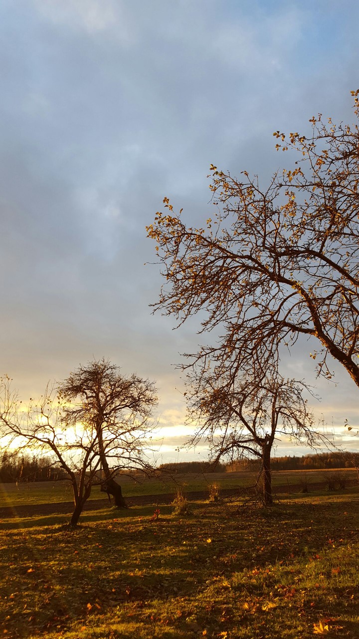 Autumn