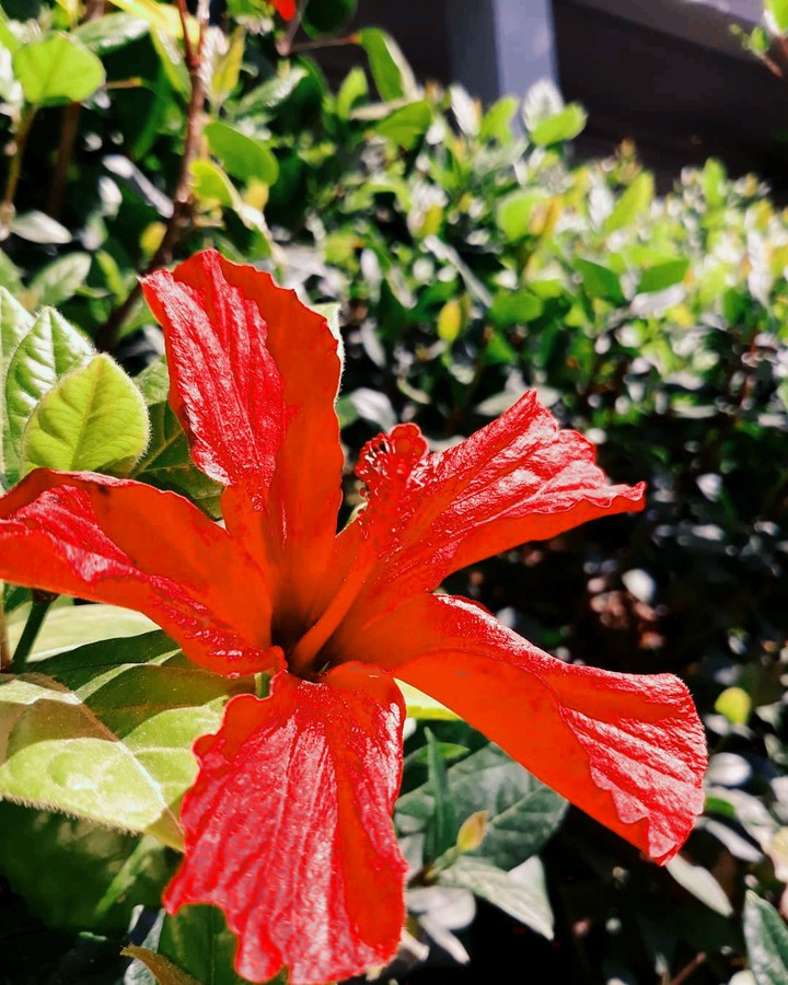 Hibiscus rosa sinensis