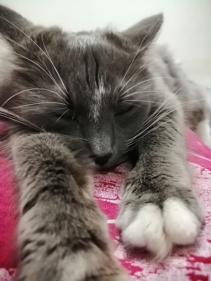 Котики